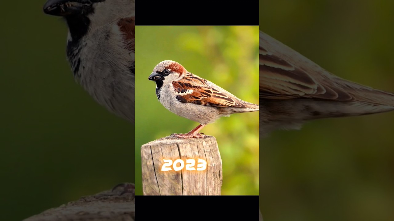 2023 sparrow vs 5000 BCE sparrow //