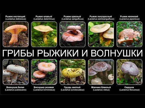 YouTube видео