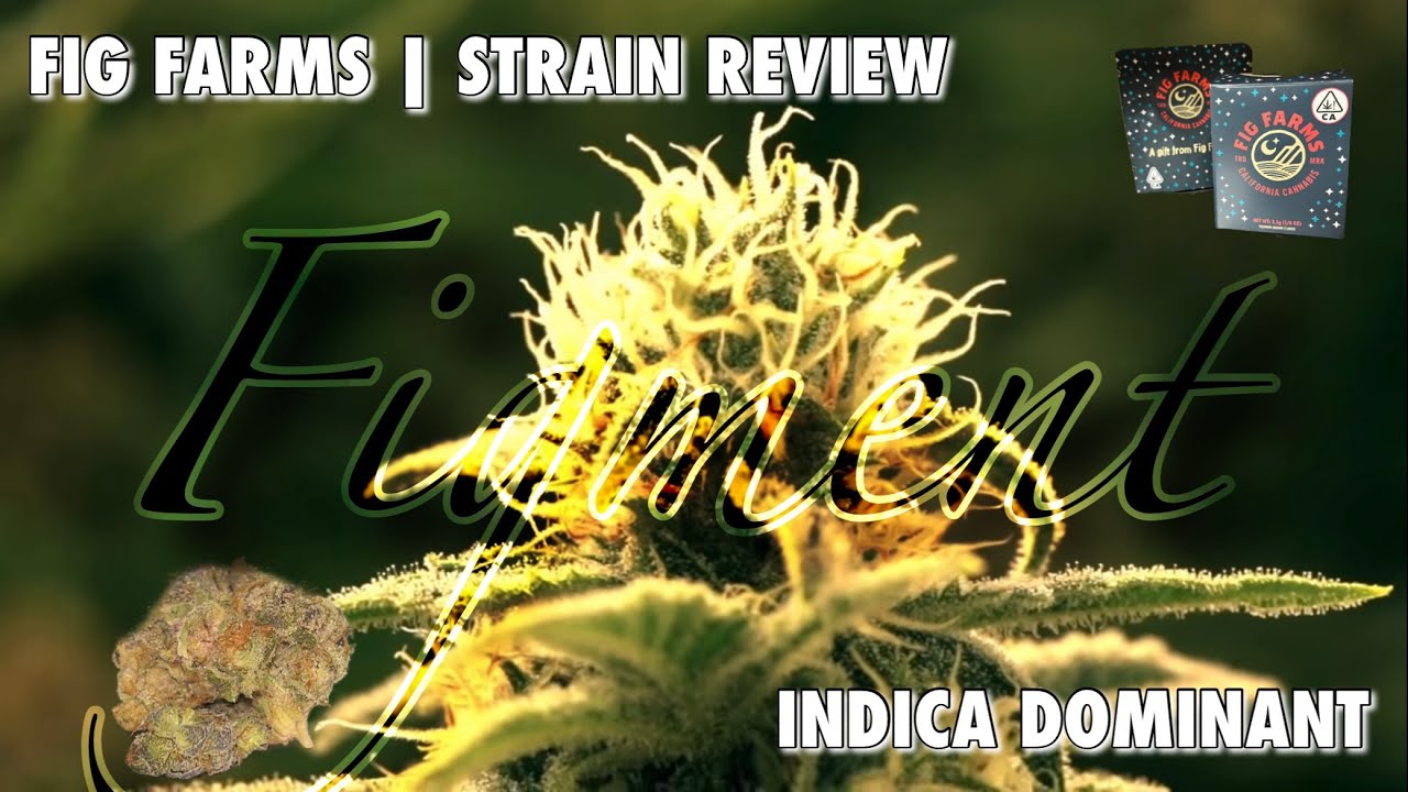 FIG FARMS | STRAIN REVIEW : “ FIGMENT “