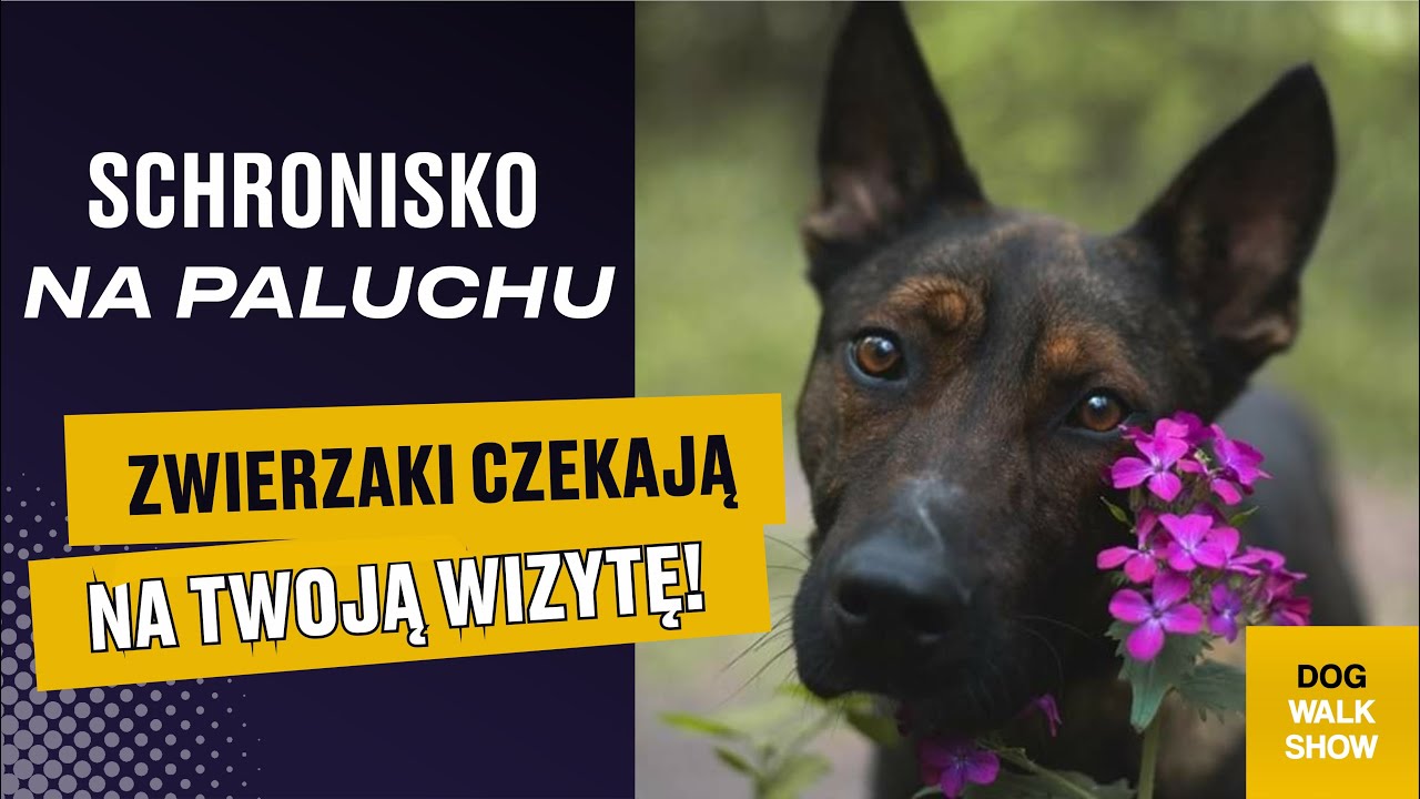 Poznajcie bliżej SCHRONISKO NA PALUCHU! Jak zostać wolontariuszem?  | DOG WALK SHOW #40