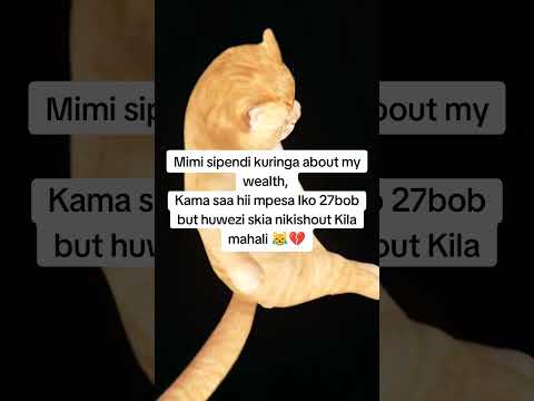 Sipendi Kujionyesha Nikona Pesa Duet Cat Funny Memes Jokes