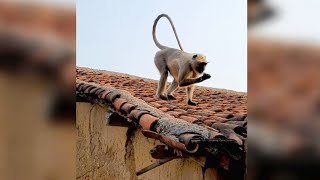 The Monkey Is Very Hungry | Monkey Videos