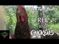 Nutritious  medicinal garden plants for your chickens