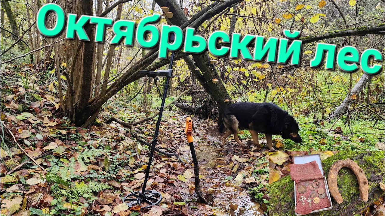 Поиск с металлоискателем в лесу - YouTube