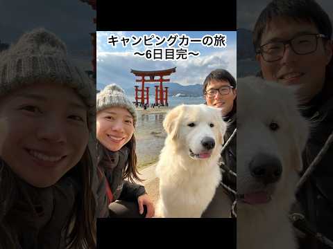 【6日目】グレートピレニーズと11日間のキャンピングカーの旅 #グレートピレニーズ #greatpyrenees #doglovers #vlog #shorts