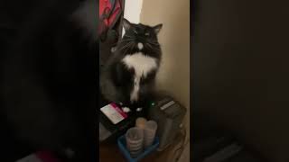 IMG 9286 #cat #catkittenanimal #cute
