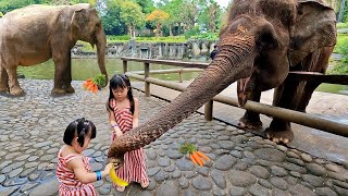 Kasih Makan Gajah Lucu dan Bermain di Playground Bali Zoo - Kebun Binatang Anak