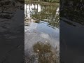 Lch de carpe miroir en eau claire  ltang du loch