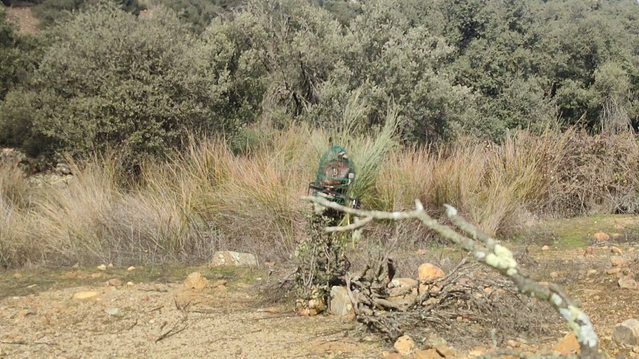 PERDIZ CON RECLAMO.Fugitivo a 17 de febrero 25.