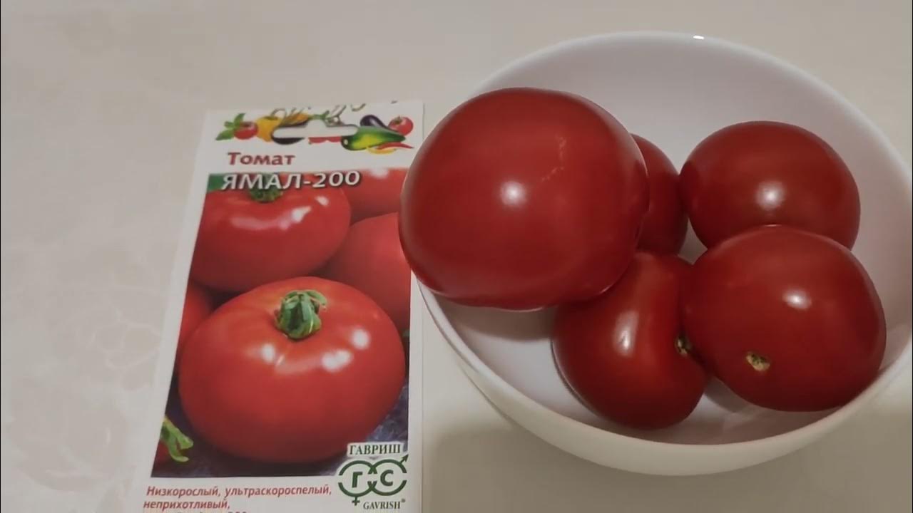 Случай Томат Ямал, Сем. Алт, ц/п, 0,05 г 4 упак. - купить по выгодным ценам в ин