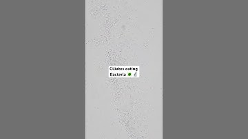 Ciliates eating bacteria under the microscope 🔬