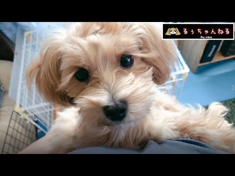 【#shorts】抱っこ&なめなめASMR【るぅちゃんねる】