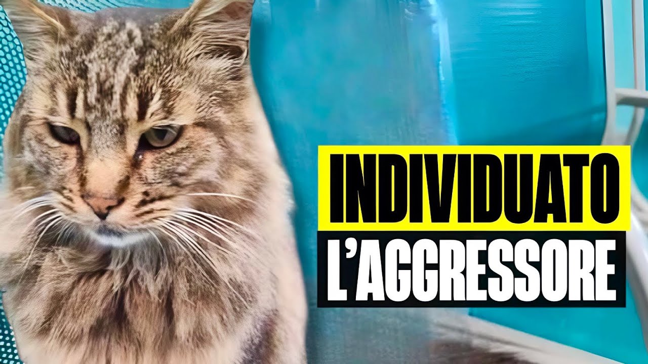 INDIVIDUATO L’AGGRESSORE DI CESARE, GATTO UCCISO A CALCI A COLLEFERRO: ECCO CHI È STATO 