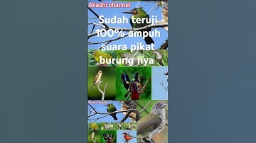 Suara pikat burung ribut hutan liar mp3