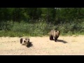 Медвежата на дороге в Якутии 2