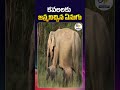 Elephant Gives Birth to Twin Calves