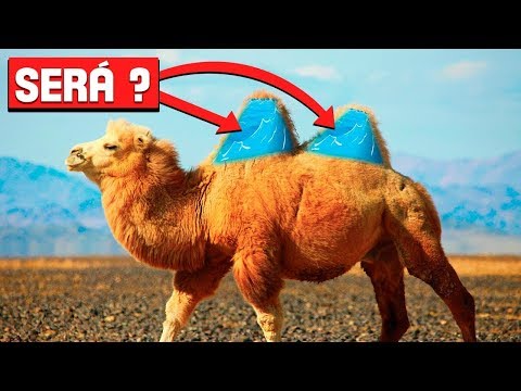 Vídeo: Por Que Um Camelo Tem Uma Corcunda