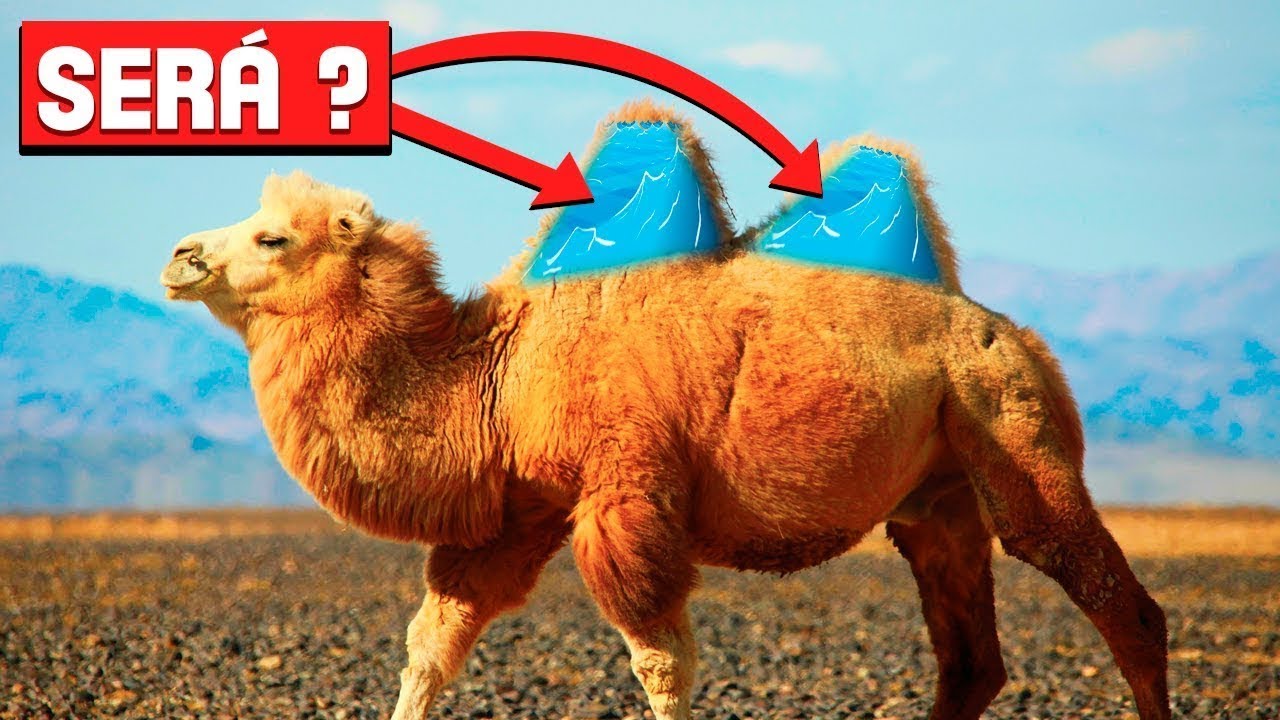 PORQUE OS CAMELOS TEM CORCOVAS NAS COSTAS! - YouTube