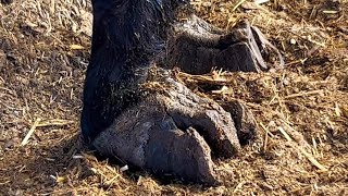 CURE! Little donkey walks on its knees and is tortured【DONKEY HOOF SAVIOR】