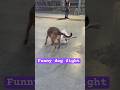 The Internet’s Most Hilarious Dog Fights