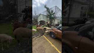 Şehirde köy hayatı #cat #karakuzular