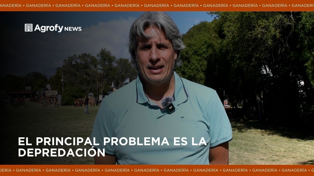 El stock ovino cae en picada y aseguran que si se mantiene este ritmo desaparecerá la oveja