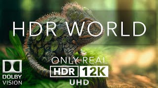 12k HDR 60FPS | HDR WORLD | Dolby Vision