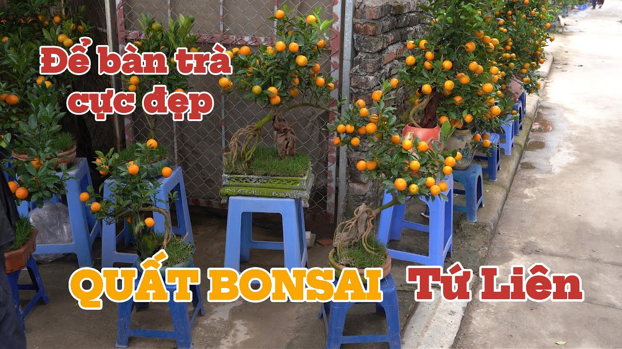 QUẤT BONSAI Tứ Liên - Mẫu để bàn uống trà CỰC ĐẸP mà GIÁ CẢ hợp lý vừa túi tiền