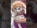 検査前はスリスリだったのに終わった途端に不機嫌でパンチも飛んでくる猫【保護猫ほっぺたろう】#shorts