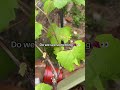 My grapevines from TyTy nursery are fruiting!