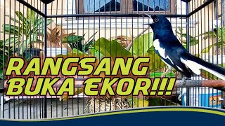 KACER GACOR FULL ISIAN‼️.KACER GACOR.CHOE THAN.MAGPIE ROBIN