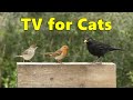 Cat TV Videos ~ Birds on The Block for Cats to Watch ⭐ 8 HOURS ⭐