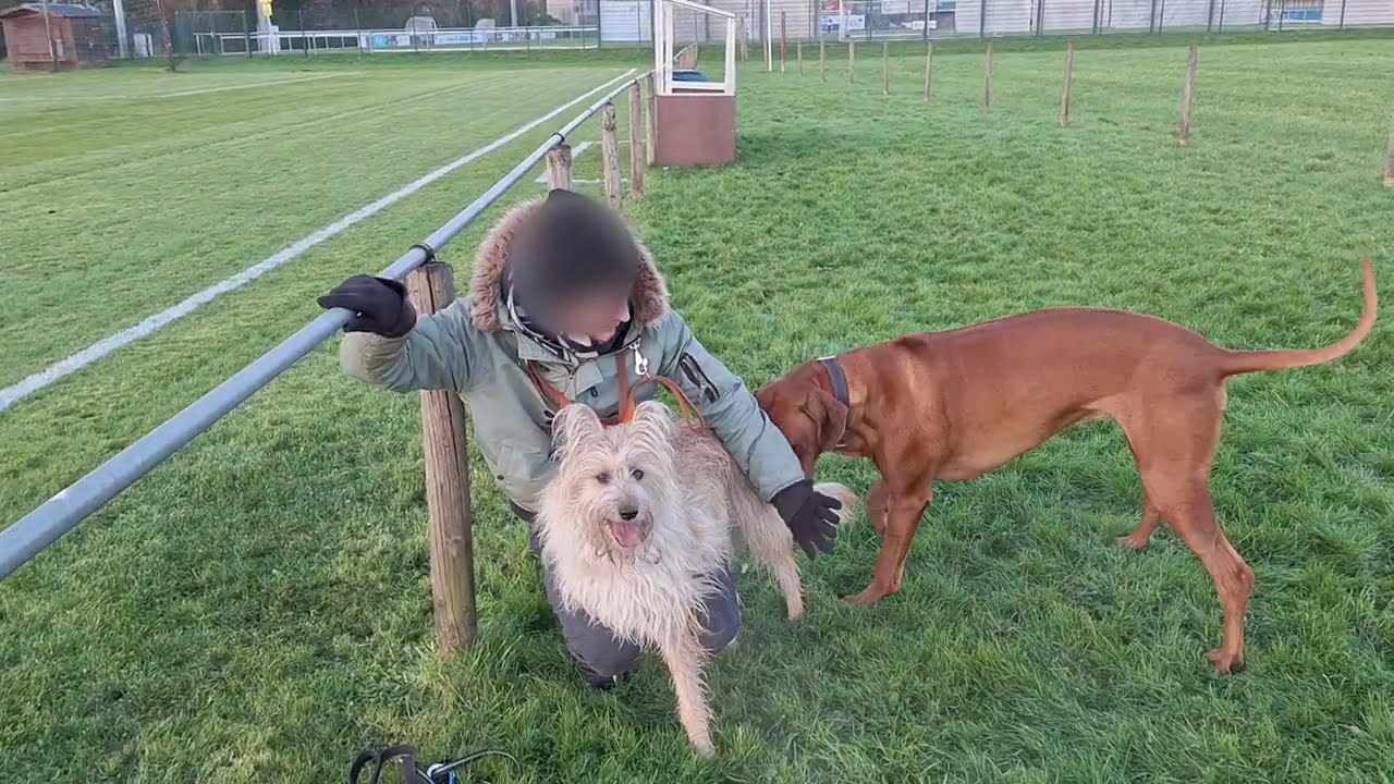 2/2 - Berger Belge - Rhodesian Ridgeback LUXEMBOURG : détails communications en description - reload