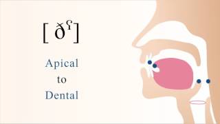 [ ðˁ ] voiced pharyngealized apical dental non sibilant fricative