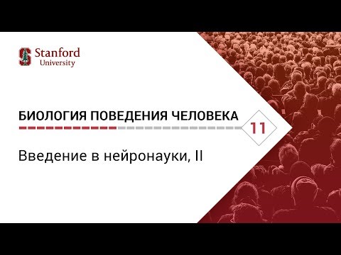 видео: Биология поведения человека: Лекция #11. Введение в нейронауки, II [Роберт Сапольски, 2010]