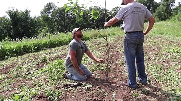 Full Licking Stick Setup "Bear Point"
