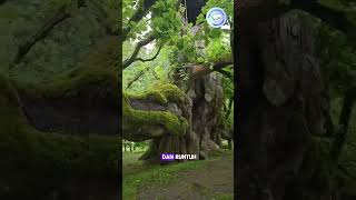 Berdiri Sejak Delapan Abad Lalu, Pohon Linden Ini Menjadi Saksi Bisu Sejarah Yang Terus Berubah.