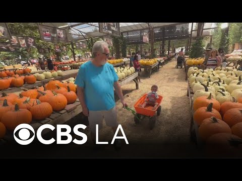 Live Oak Canyon Farm pumpkin patch opens in Redlands, giving families a start on holiday traditions