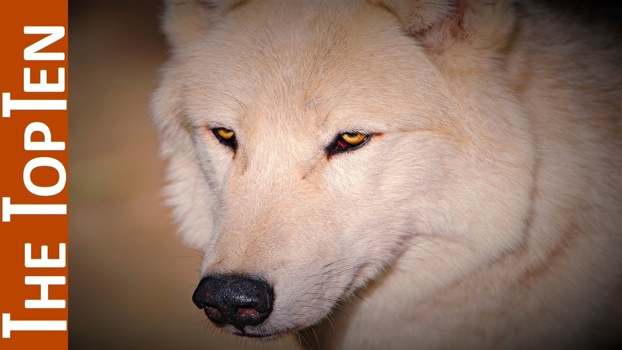What Is The Biggest Wild Canine what-is-the-biggest-wild-canine