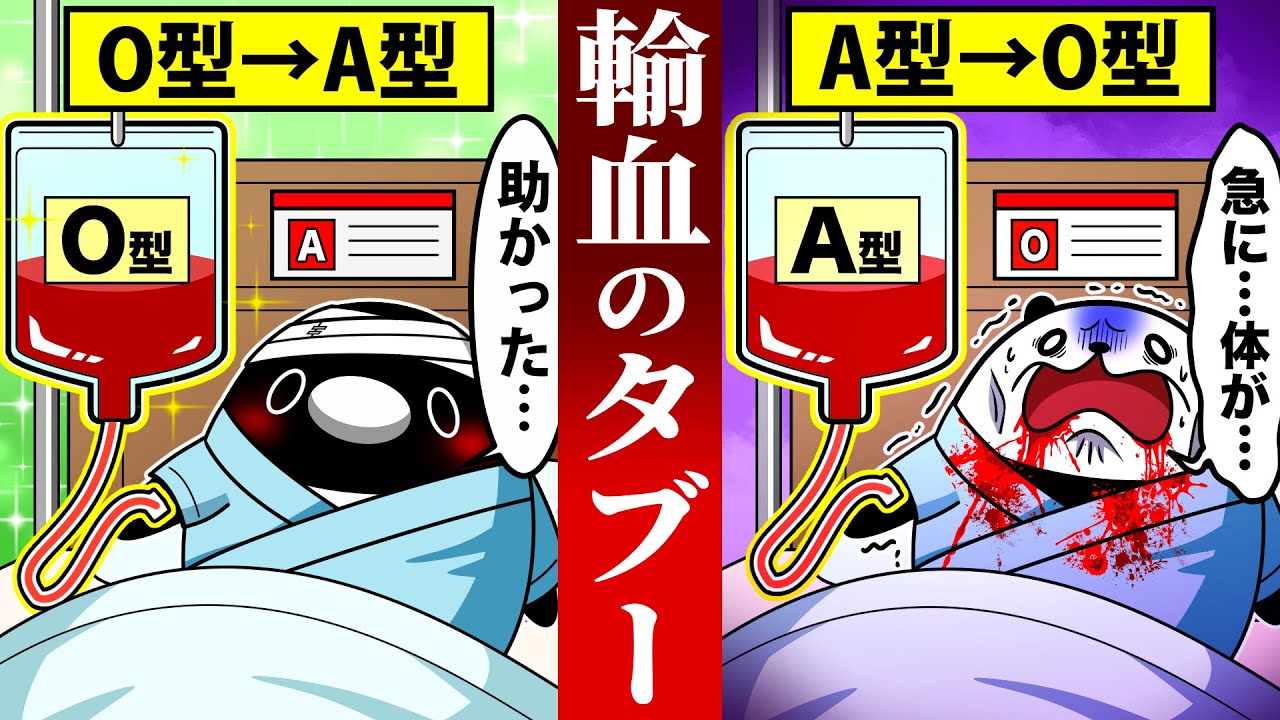 血液型の違う血を絶対に輸血してはいけない理由【アニメ】