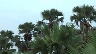Lake Albert - Beaches At Lake Albert, Uganda