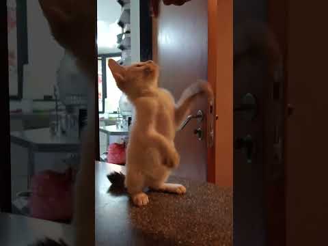 Dikta #Smb#sumareconbekasi #pradikta#dikta#dprojek