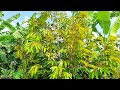 Ngày đầu Farm Nương chăm sóc cây trồng theo quy trình hữu cơ thuận thiên.
