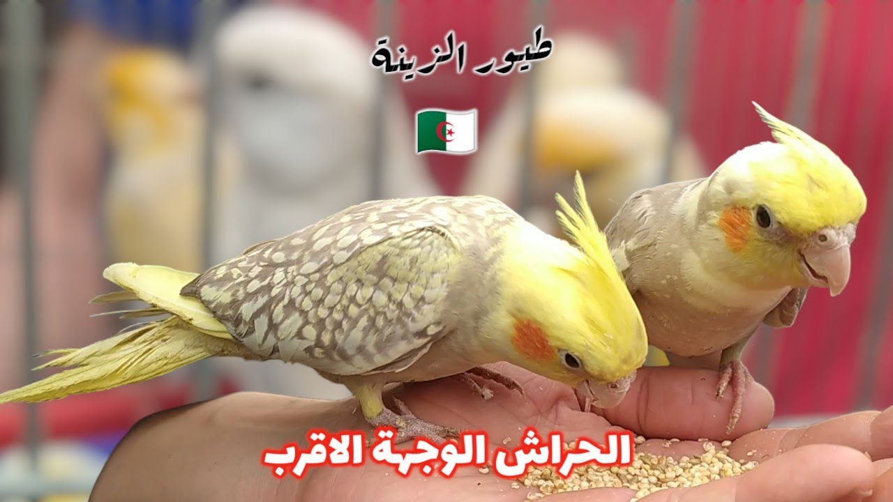 أستمتع معنا في سوق الحراش لطيور الزينة | عروض افضل