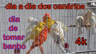 Dia a dia dos canarios // imagem 4K by Anésio M. V. B 272 views 3 months ago 8 minutes, 43 seconds