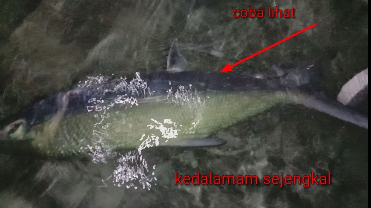 menjaring bandeng di malam hari||catch milkfish at night