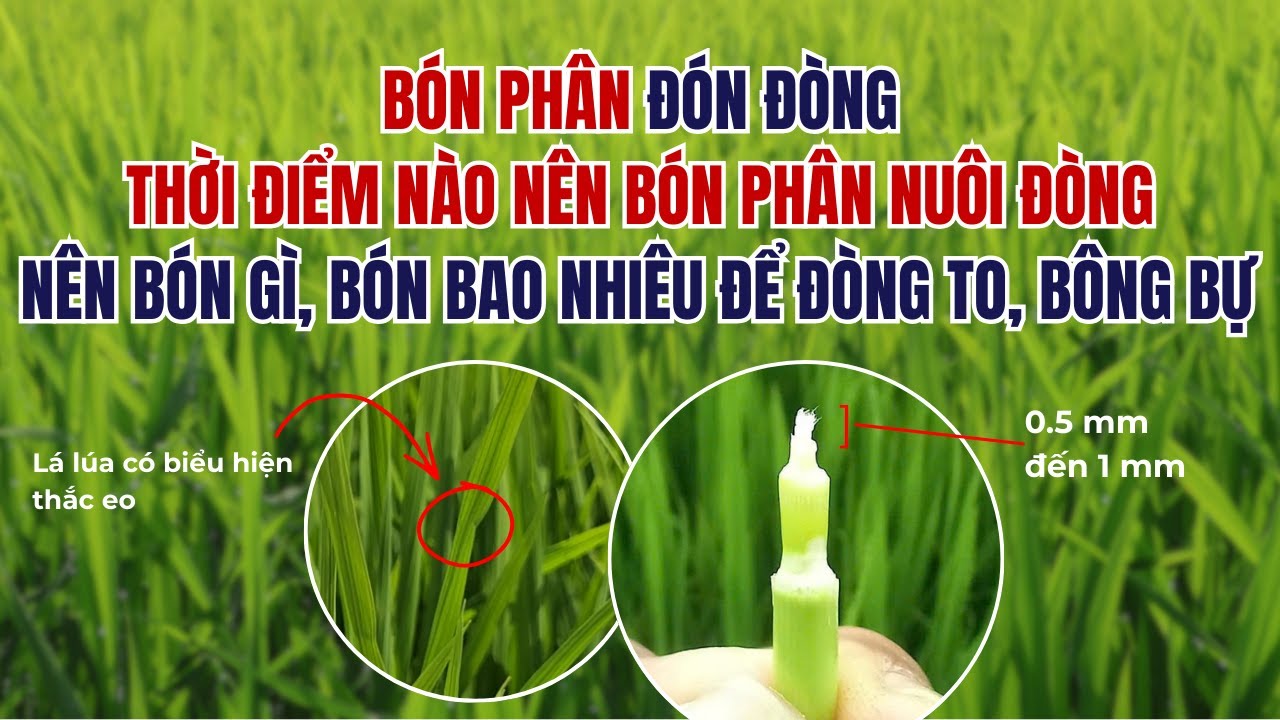 Bón Phân Đón Đòng, Thời Điểm Nào Nên Bón, Nên Bón Gì, Bón Bao Nhiêu Để Đòng To Bông Bự
