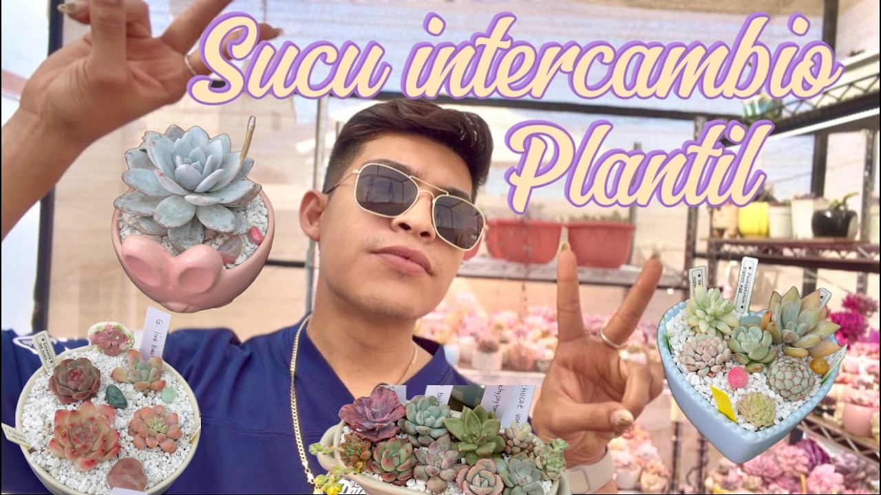 Más de 50 sucus nuevas a mi colecció, intercambio plantil.