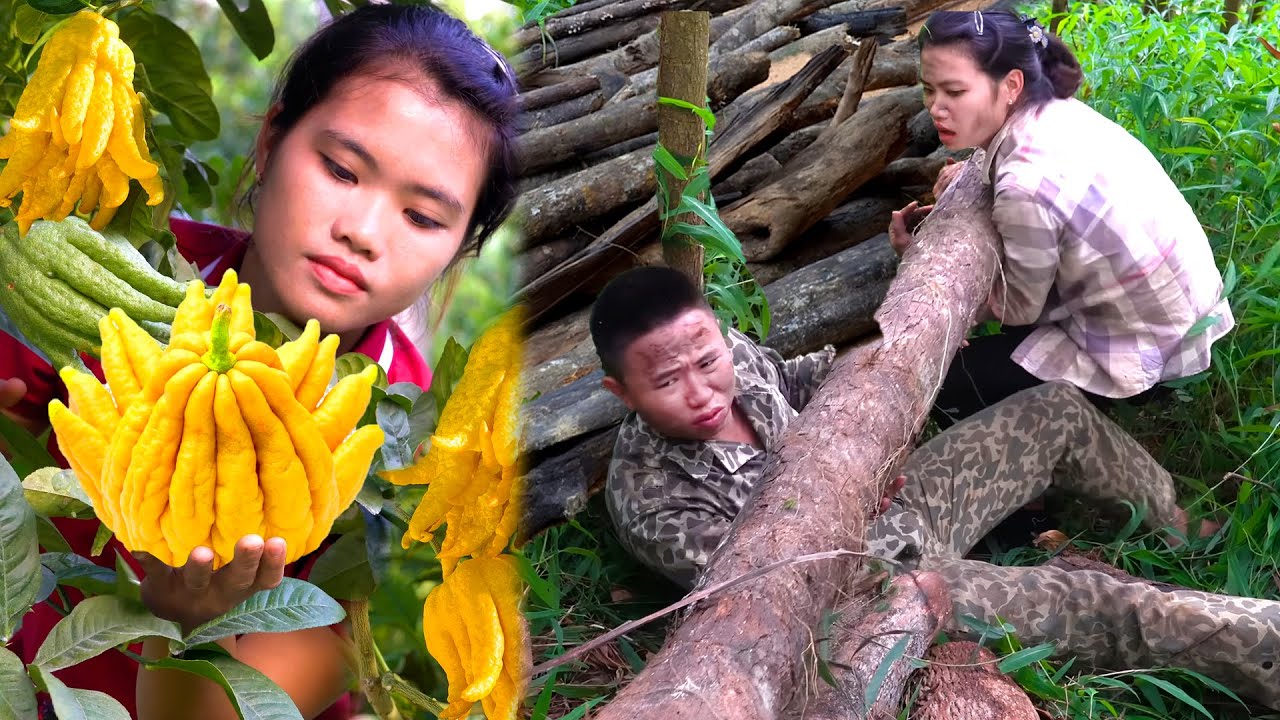 Unexpected Accident While Collecting Firewood with My Boyfriend – Harvesting Buddha’s Hand Fruit