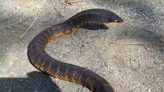 One of the most venomous snakes in the world!